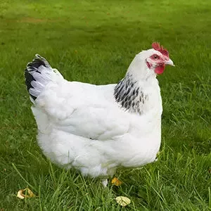 Poule pondeuse - Elevage des Fenottes