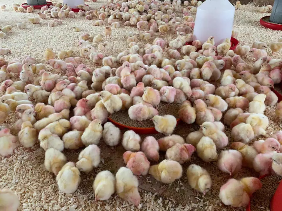 Poussins