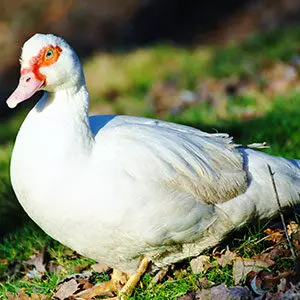 Canaries barbarie - Elevage avicole manche, Vente canard Normandie