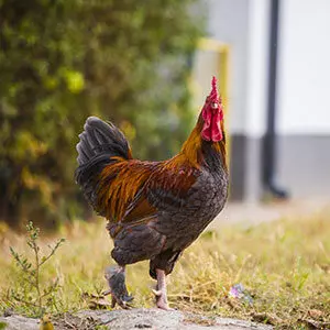 Coq cendré - Elevage avicole manche, Vente à l’élevage Normandie