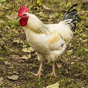 Coq sussex - Elevage avicole manche, Vente à l’élevage Normandie