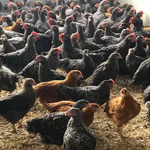 Cornish grise - Elevage avicole manche, Vente poule Normandie Vente à l’élevage Normandie