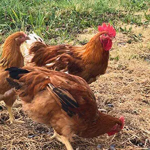 Cornish rouge - Elevage avicole manche