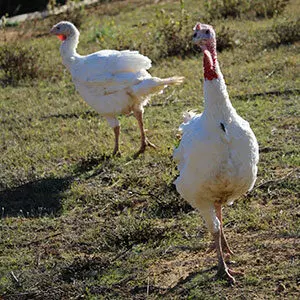 Dindonneau blanc - Elevage avicole manche