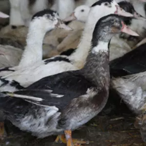 Mulard traditionnel - Elevage avicole manche, Vente volaille Normandie