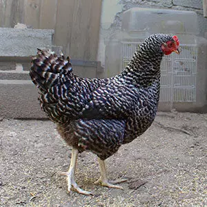 Poule coucou - Elevage avicole Manche, Vente poule Normandie