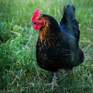 Poule noire - Elevage avicole Manche
