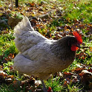 Poule pondeuse - Elevage avicole manche, Vente poule Normandie