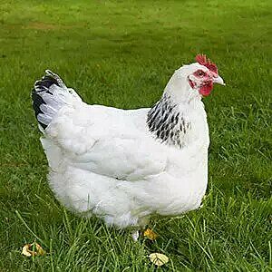 Poule pondeuse blanche - Elevage avicole Manche, Vente poule Normandie