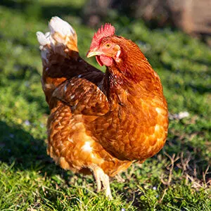 Poule rouge - Elevage avicole Manche, Vente poule Normandie