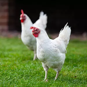 Poulet blanc - Elevage avicole manche