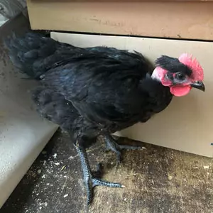 Poulet noir - Elevage avicole manche
