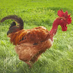 Poulet roux cou nu - Elevage avicole manche, Vente poule Normandie